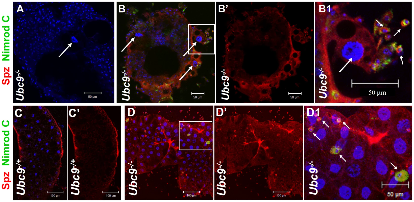 Spätzle protein expression in immune tissues of <i>Ubc9</i> mutants.