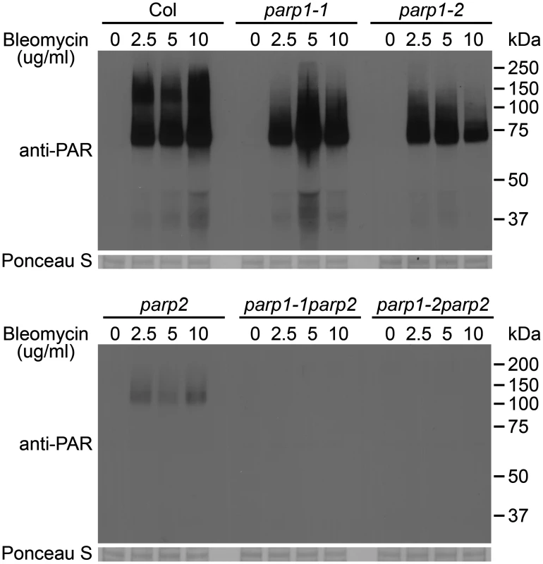 PARP2 plays a dominant role in DNA damage response after bleomycin treatment.