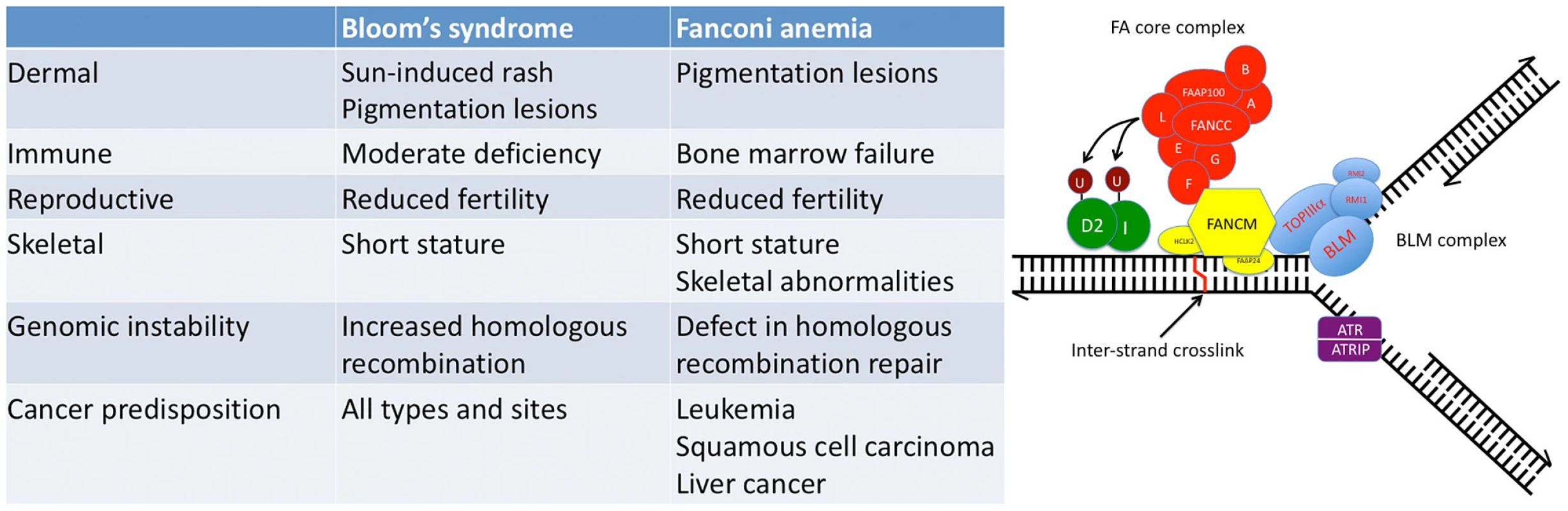 Fanconi anemia (FA) and Bloom's syndrome (BS) overlap at the clinical and molecular levels.