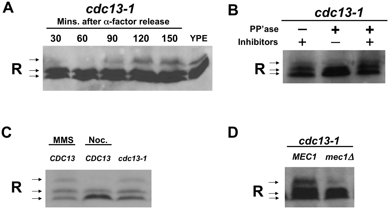The R subunit is phosphorylated in response to DNA damage in a Mec1-dependent manner.