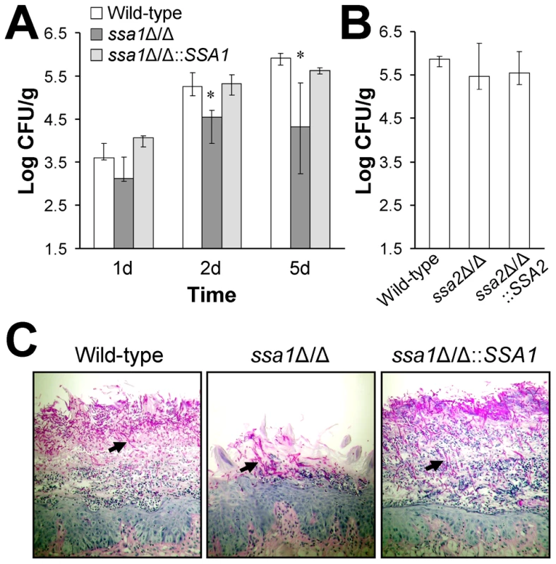 Attenuated virulence of the <i>ssa1</i>Δ/Δ mutant during oropharyngeal candidiasis.