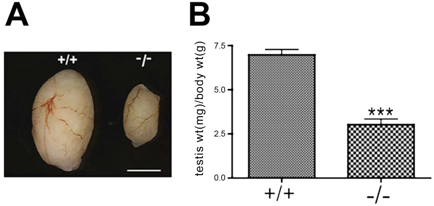 <i>Chtf18</i><sup>−/−</sup> testes are significantly smaller than those of wild-type mice.
