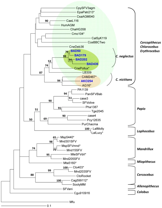 Rooted phylogenetic tree generated with consensus sequences of 425 bp fragments of the SFV <i>pol</i>-In from monkeys-infected hunters and prototype old world non-human primates from the small monkeys' clades.