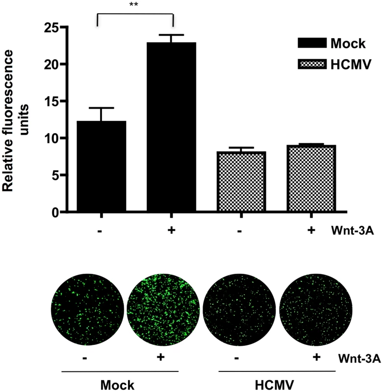 HCMV inhibits Wnt-3A-induced migration of SGHPL-4 EVTs.