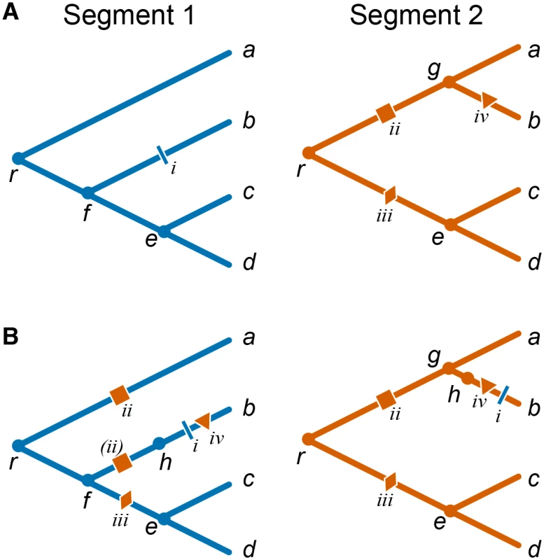 Mapping mutations between segments in the presence of reassortments.