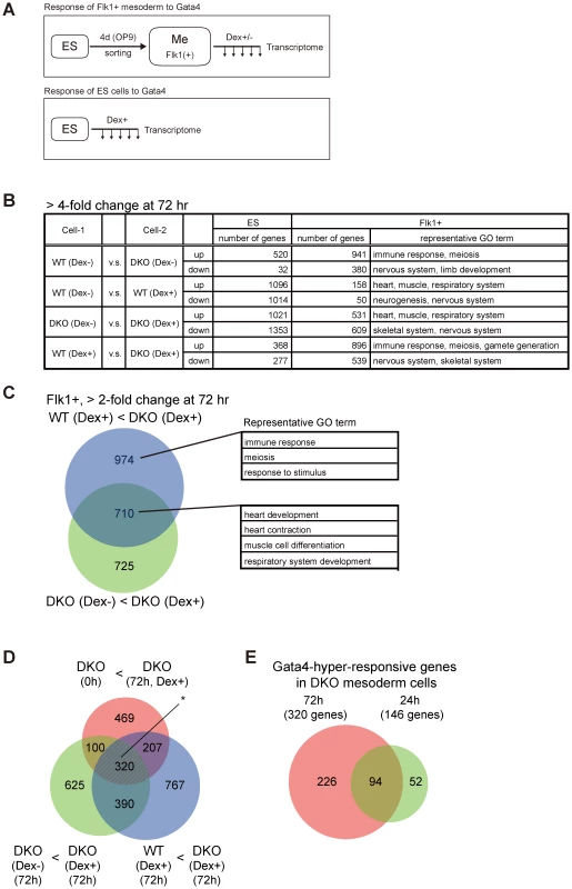 Transcriptome analysis of Gata4-induced DKO Flk1(+) mesoderm cells.