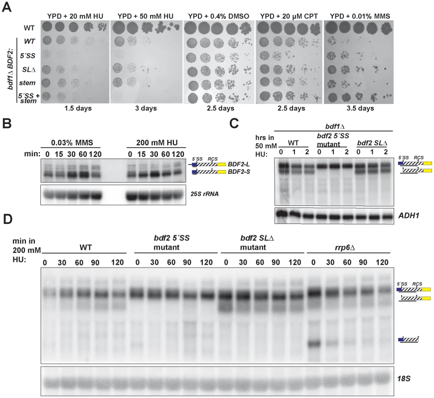 Spliceosome-mediated decay of <i>BDF2</i> mRNA predominates over Rnt1p cleavage during DNA replication stress.