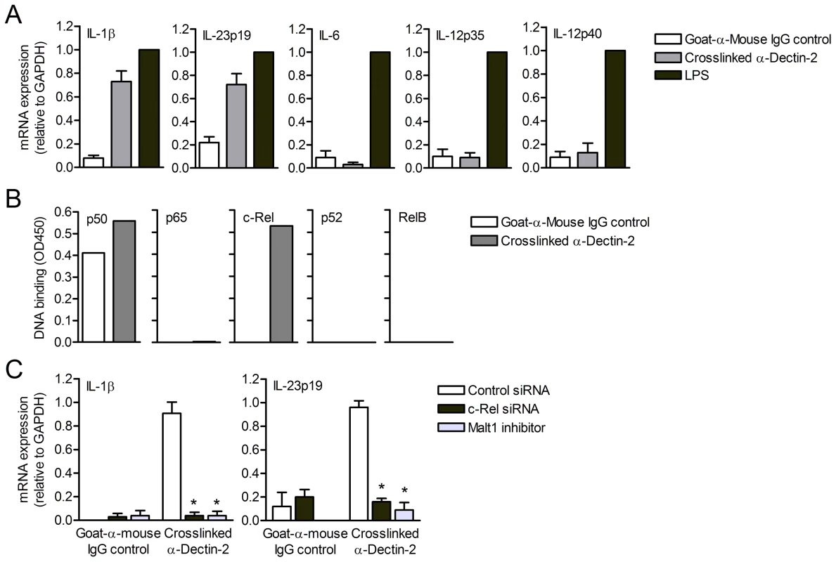 Dectin-2 signaling induces Malt1- and c-Rel-dependent IL-1β and IL-23p19 expression.