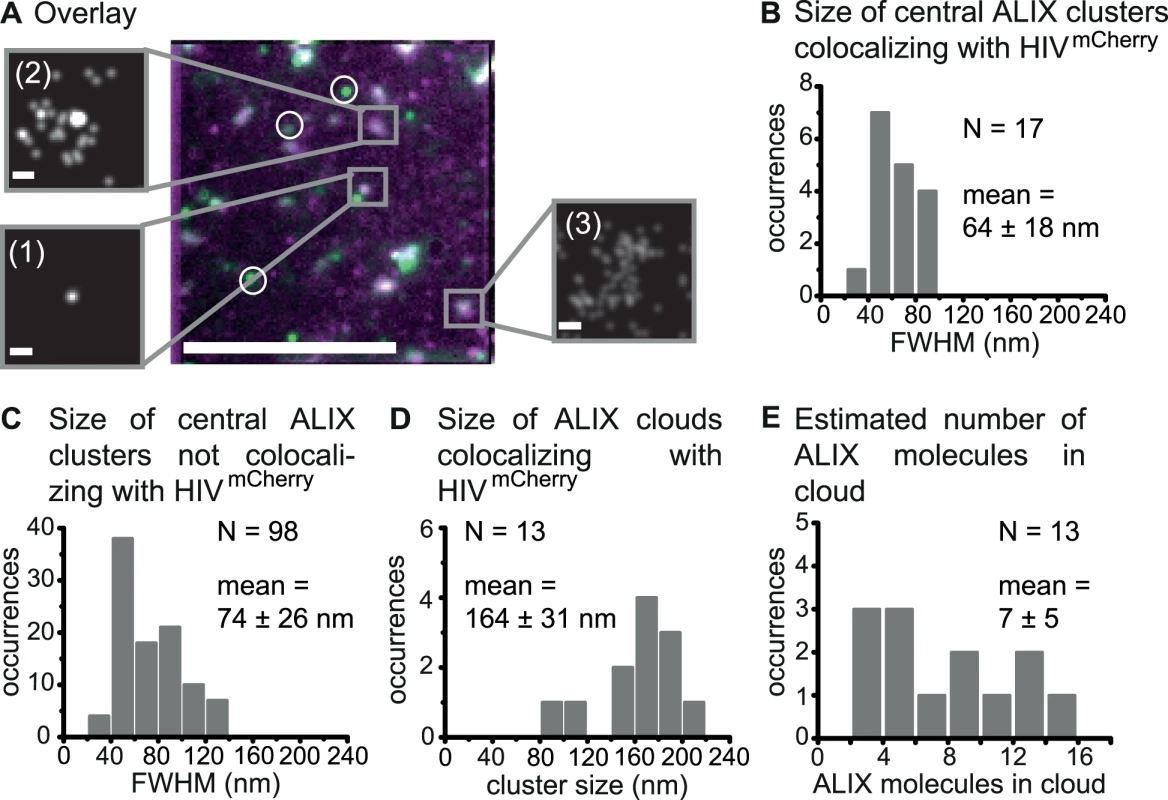 Super-resolution imaging of endogenous ALIX at HIV-1 assembly sites.