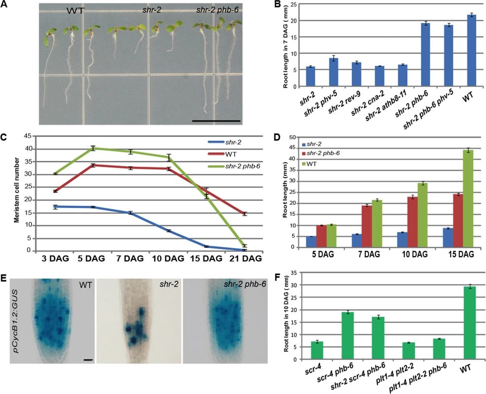 PHB regulates root meristem activity downstream of SHR-SCR.
