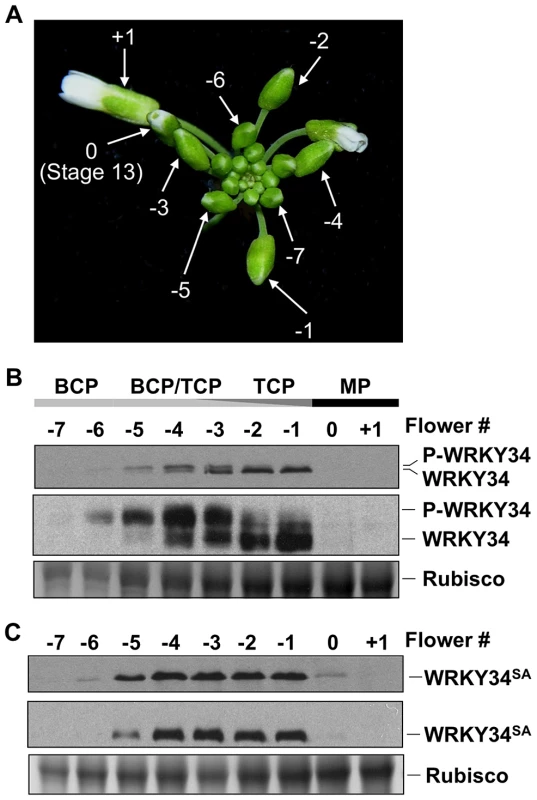 Phosphorylation of WRKY34 <i>in vivo</i> during male gametogenesis.