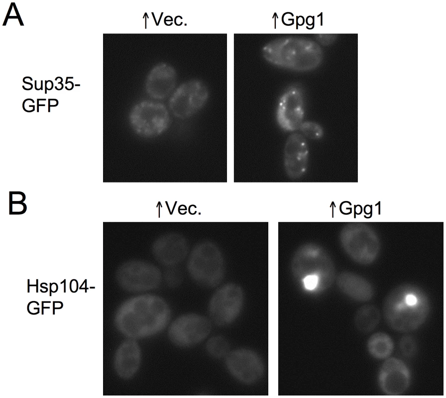 Overexpression of the non-Q/N-rich protein Gpg1 leads to larger [<i>PSI</i> <sup>+</sup>] aggregates and causes Hsp104 to aggregate.