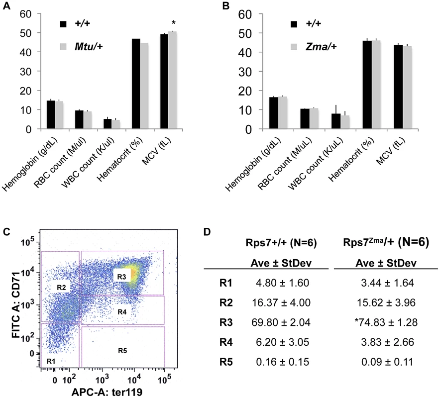 Peripheral-blood parameters appear normal with slight developmental delay in <i>Rps7<sup>Zma</sup>/+</i> fetal liver red cell precursors.