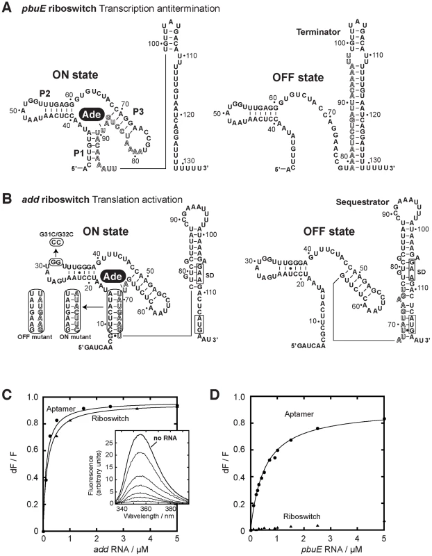 <i>pbuE</i> and <i>add</i> adenine riboswitches exhibit different ligand binding properties.