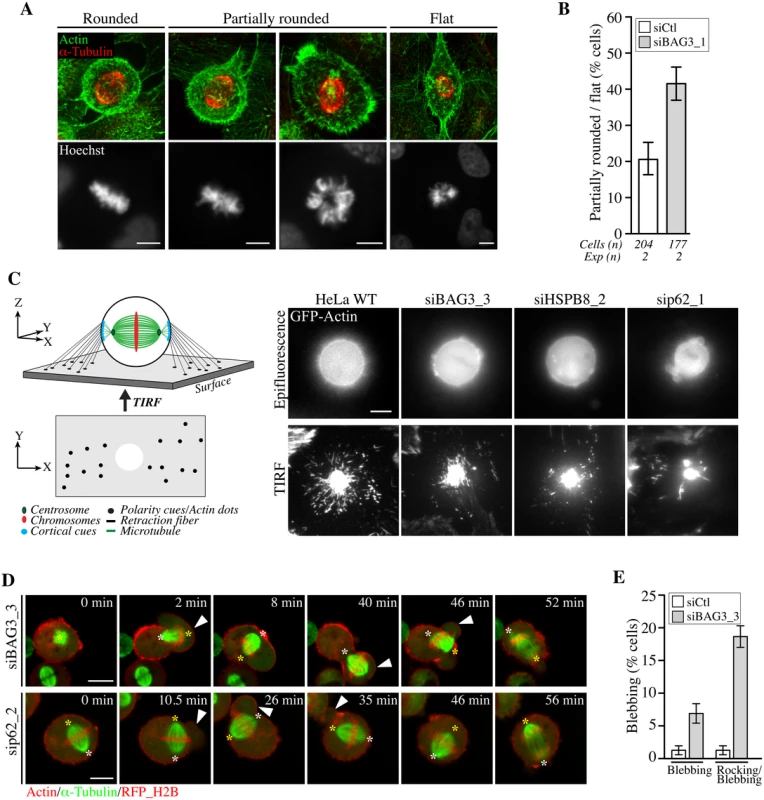 BAG3, HSPB8 and p62 regulate remodeling of mitotic F-actin structures.