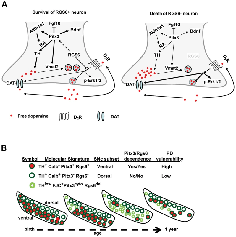 <i>Rgs6−/−</i> mice as a model for Parkinsonian neurodegeneration.