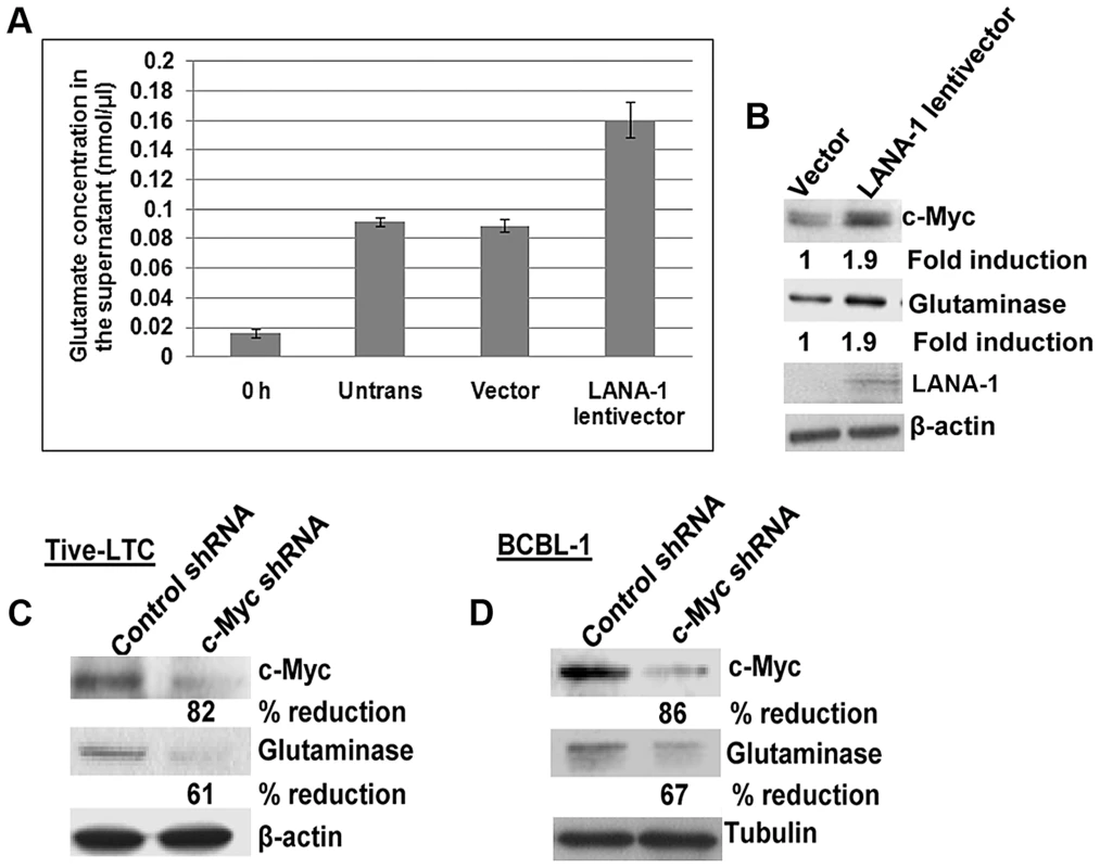 Exogenous KSHV latency associated LANA-1 protein expression increases glutamate secretion and the expression of glutaminase and c-Myc in BJAB cells.