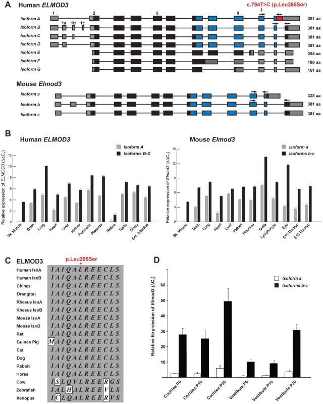 The transcripts and expression profiles of the genes that encode ELMOD3 in humans and mice.