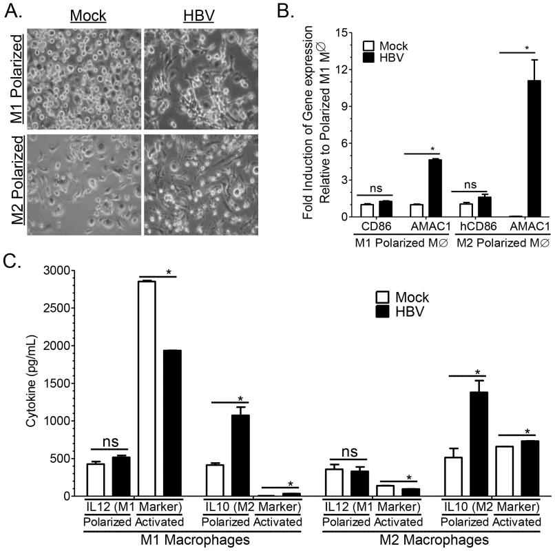 HBV induces M2-like activation in human macrophages.