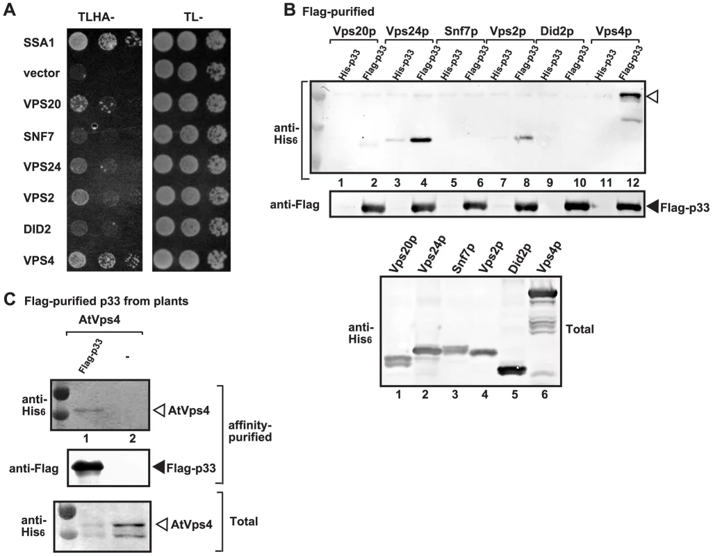 Interaction between p33 replication protein and Vps4p AAA+ ATPase and ESCRT-III proteins.