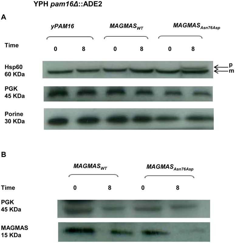Preprotein translocation and MAGMAS expression analyses in yeast cells.