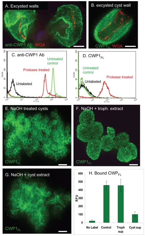 Evidence for the roles of proteases and glycohydrolases in disruption of <i>Giardia</i> cyst walls during excystation.