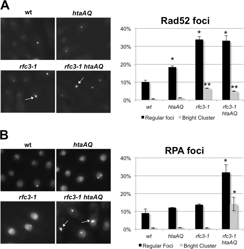 Loss of γH2A increases RPA foci in <i>rfc3-1</i> cells.