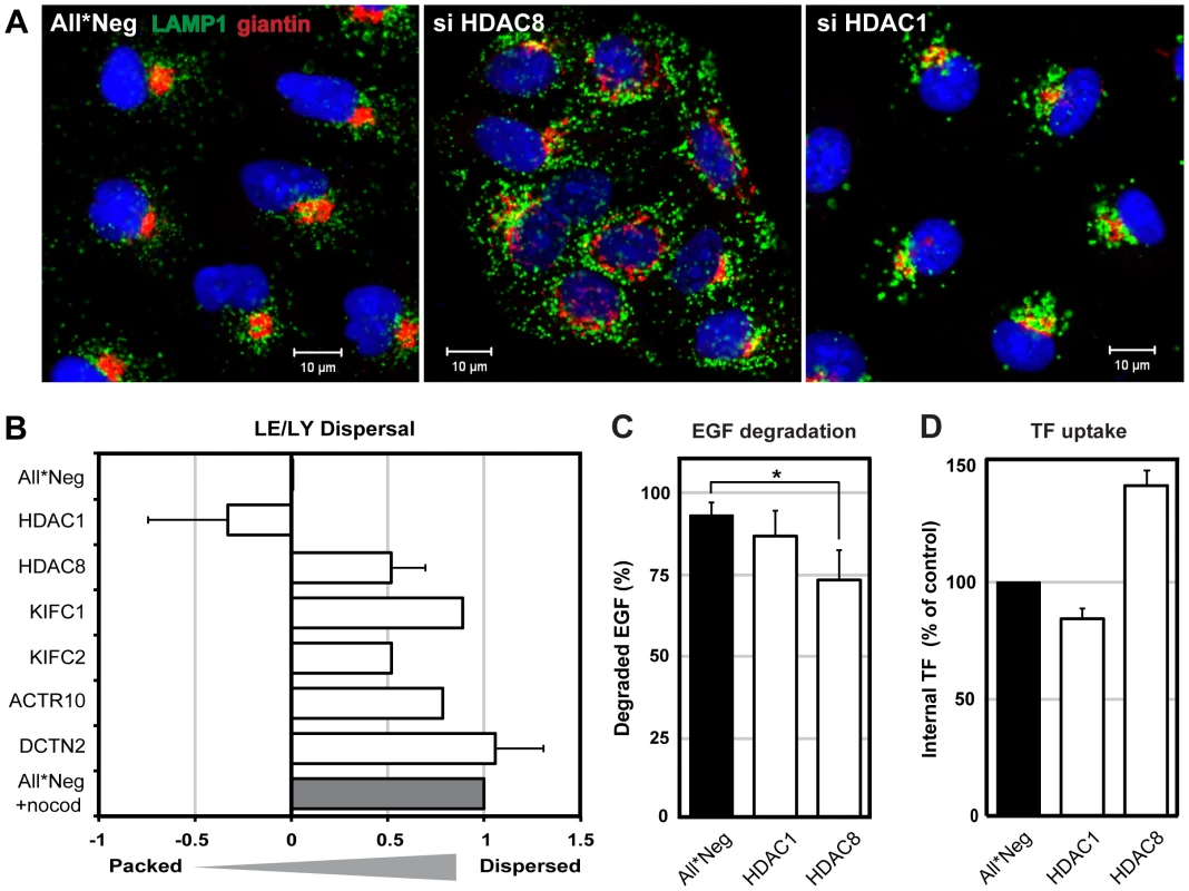 HDAC8 depletion induces dispersal of LE/Lys.