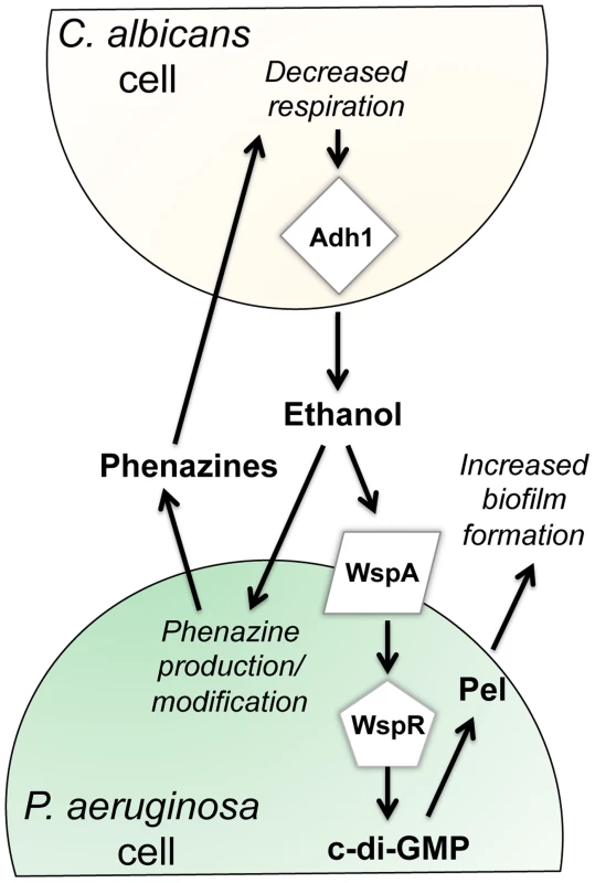 Our proposed model for the impacts of fungally-produced ethanol on <i>P. aeruginosa</i> behaviors.