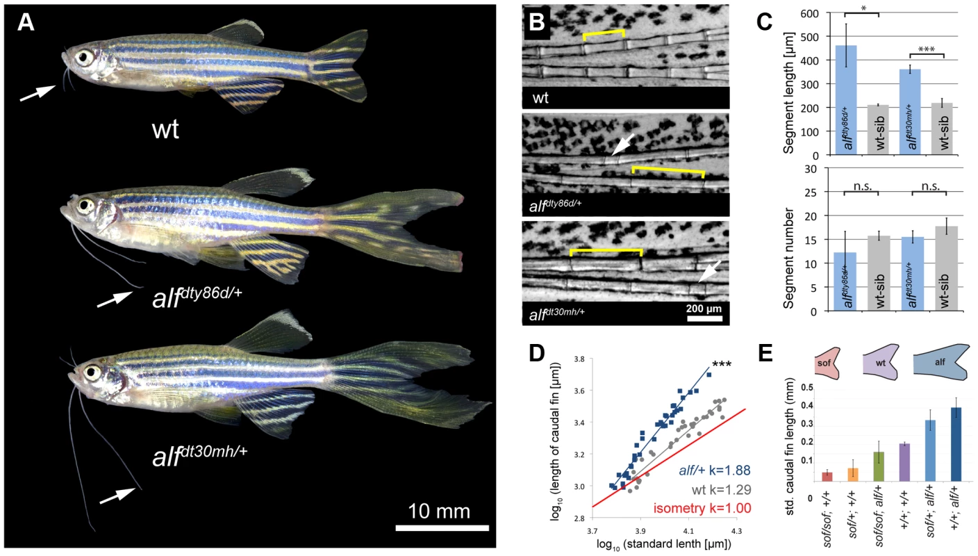 <i>alf</i> mutants lead to an increase in size of the appendages of adult fish.