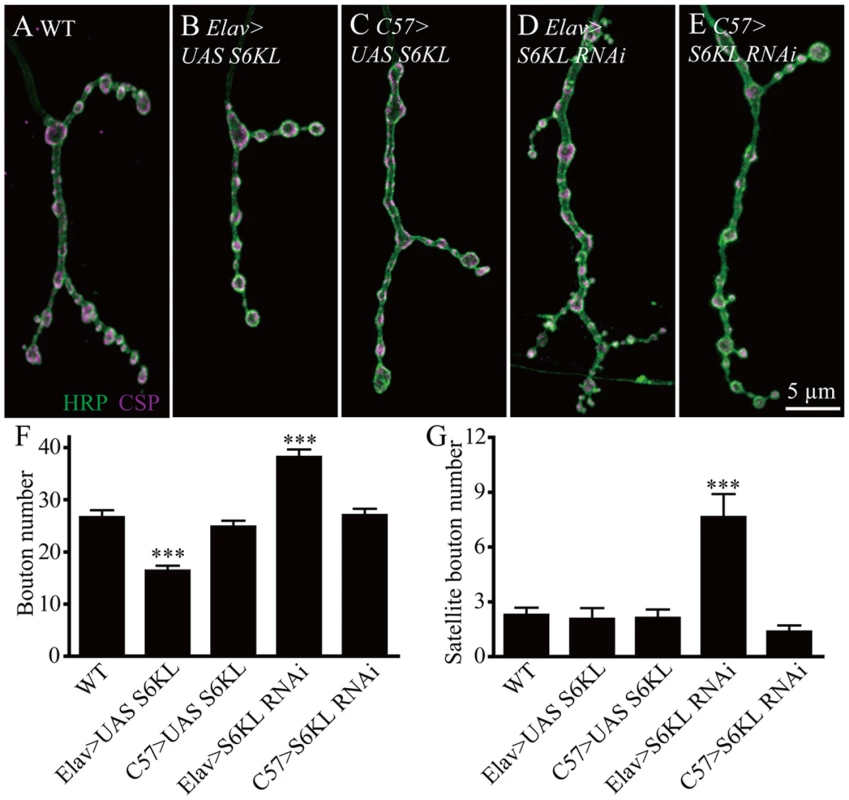 S6KL functions presynaptically in regulating NMJ growth.