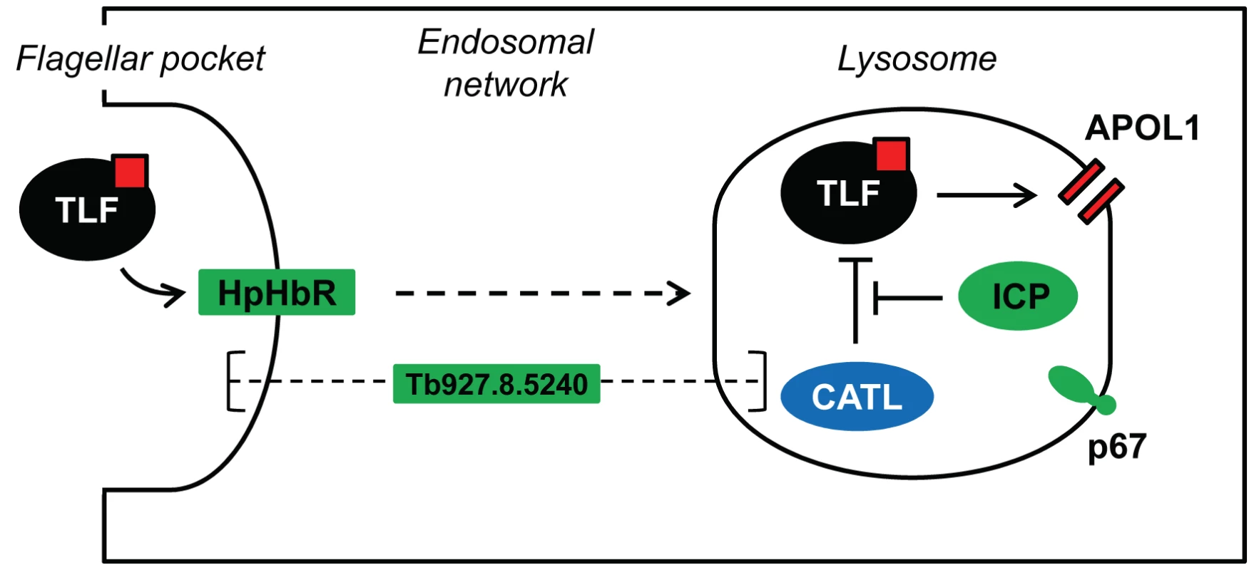 Model showing the proposed interactions among ICP, CATL and TLF.