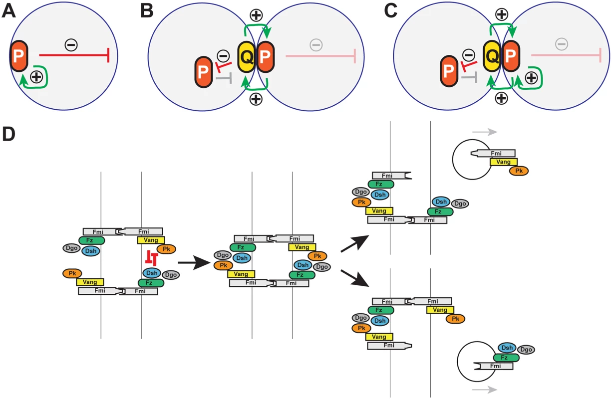 Models: Cell polarity establishment and the involvement of Pk-mediated endocytosis.