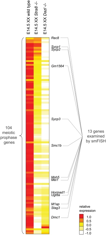 RNA-seq analysis of <i>Dazl</i> and <i>Stra8</i>-deficient fetal gonads reveals <i>Stra8</i>-independent regulation of meiotic prophase genes.