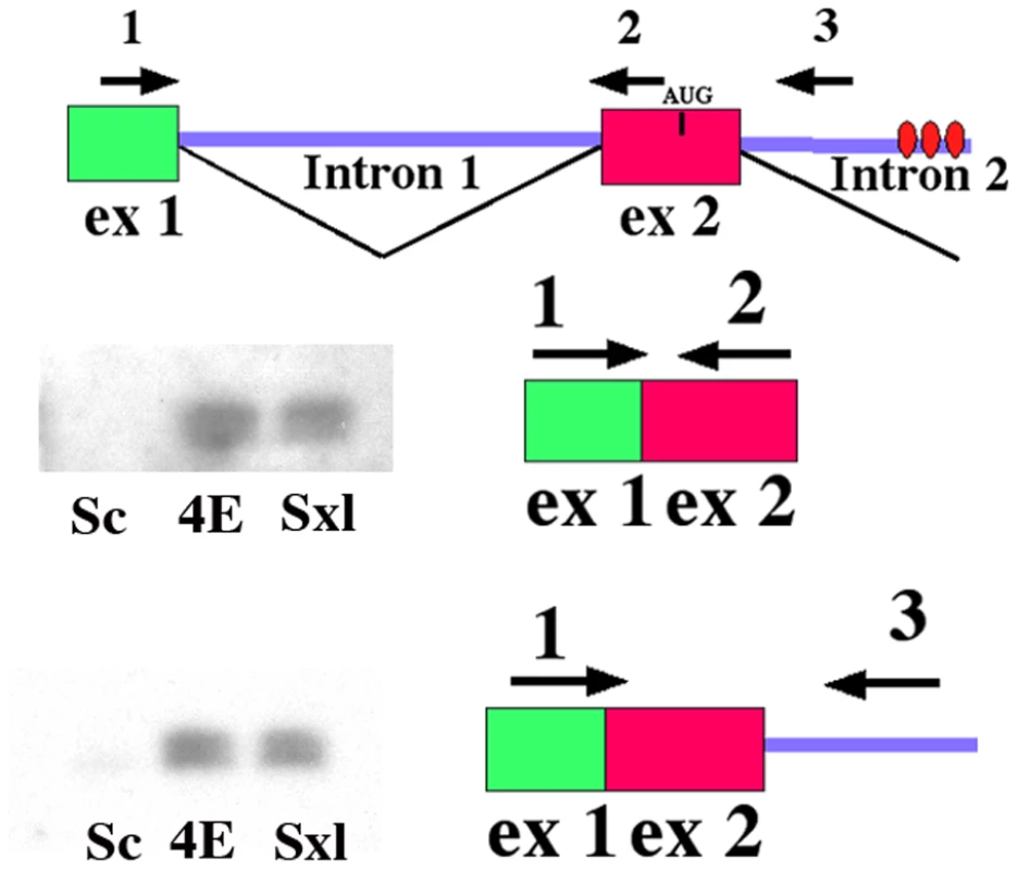 eIF4E co-immunoprecipitates with <i>Sxl</i> pre-mRNAs.