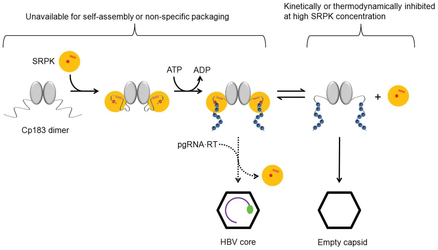 Scheme describing SRPK-gated mechanism of HBV core and capsid assembly.