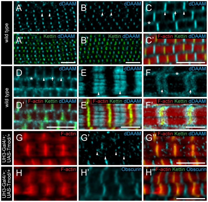 Sarcomeric localization of the dDAAM protein in the IFM and the larval body wall muscles.