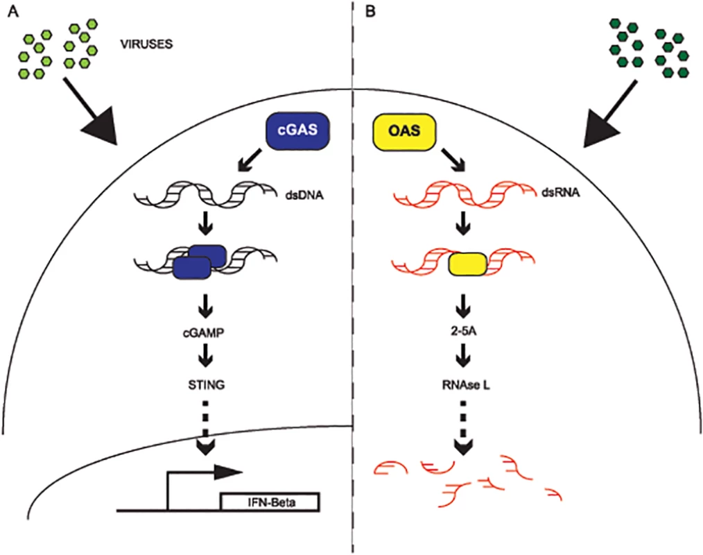 cGAS and OAS1 act in parallel innate defense signaling pathways.