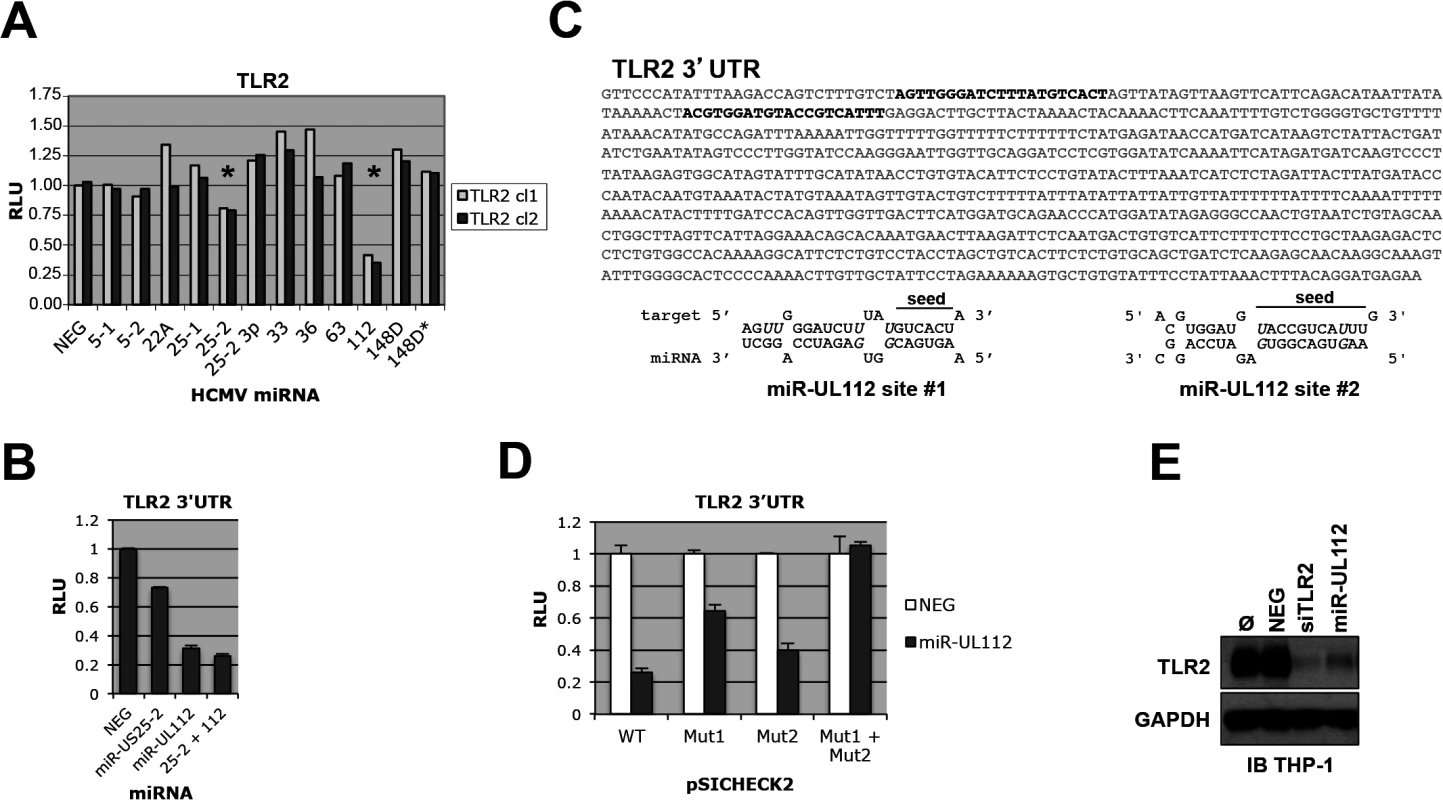 TLR2 3’UTR is targeted by HCMV miRNAs.