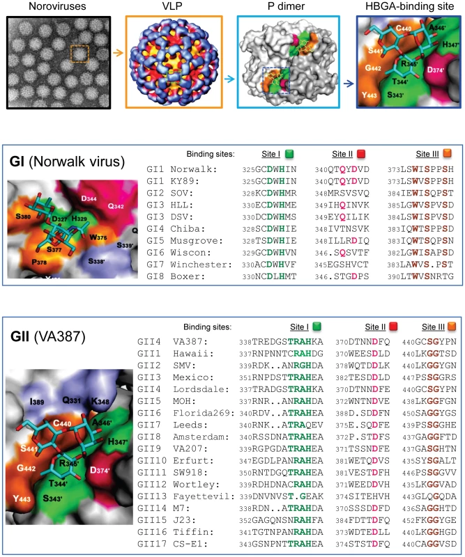 Elucidation of the HBGA-binding pocket and the genetic relatedness of HBGA-binding interfaces among different genotypes of human noroviruses.