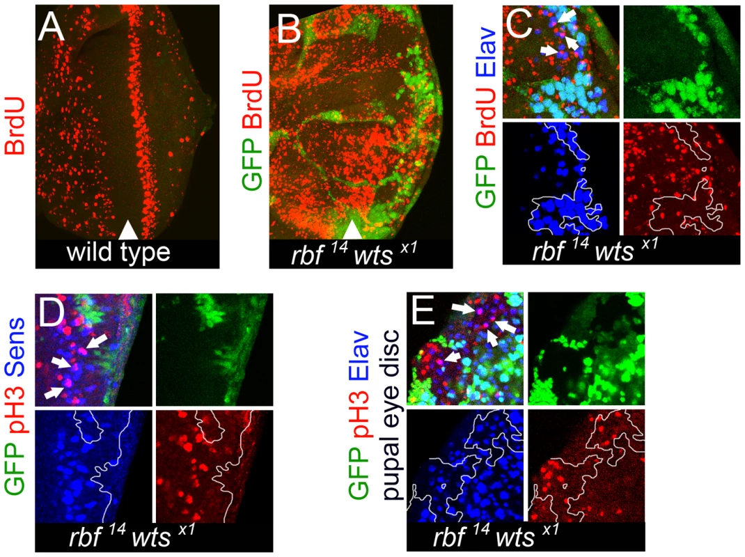 <i>rbf wts</i> double mutant cells fail to exit the cell cycle while undergoing photoreceptor differentiation.