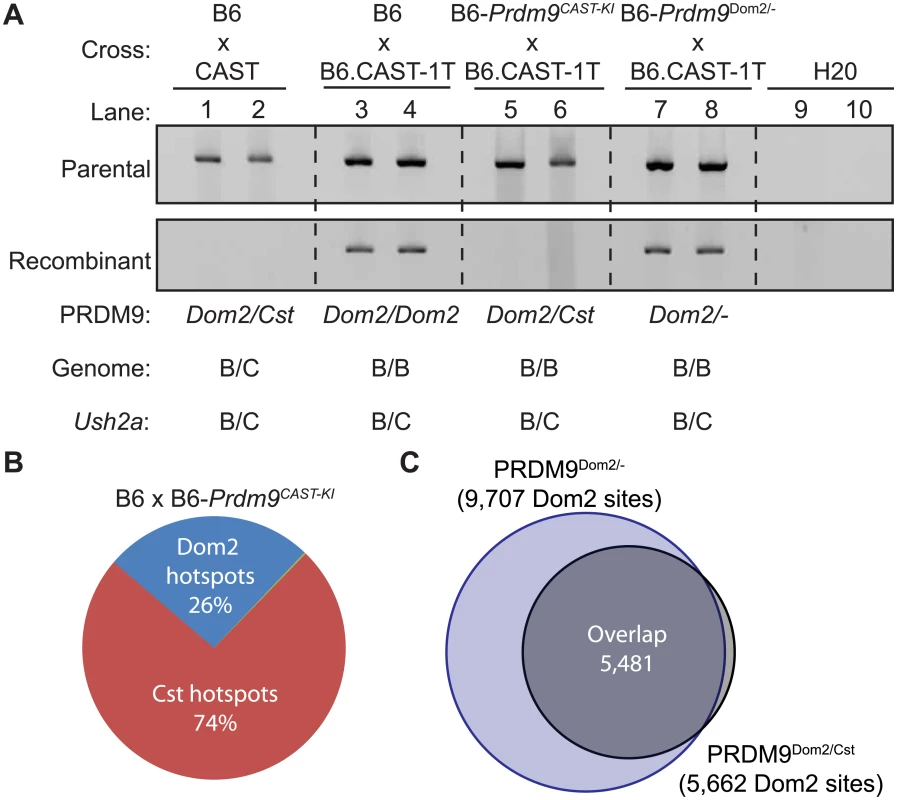 <i>Prdm9</i><sup><i>Dom2</i></sup> is suppressed by competition between alleles.