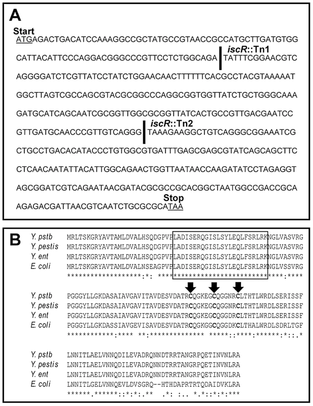 Alignment of protein sequences shows a high level of conservation between <i>E. coli</i> and <i>Yersinia</i> IscR.