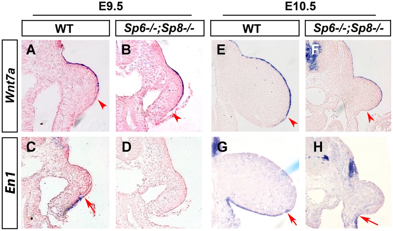 Effects of inactivating <i>Sp6</i> and <i>Sp8</i> genes on dorsal-ventral limb patterning.
