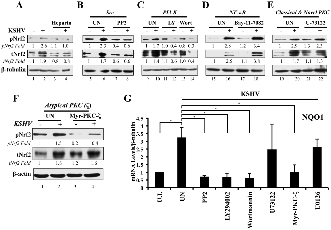 Inhibition of virus binding, Src, PI3-K and PKC-ζ and their effect on KSHV-mediated Nrf2 induction.