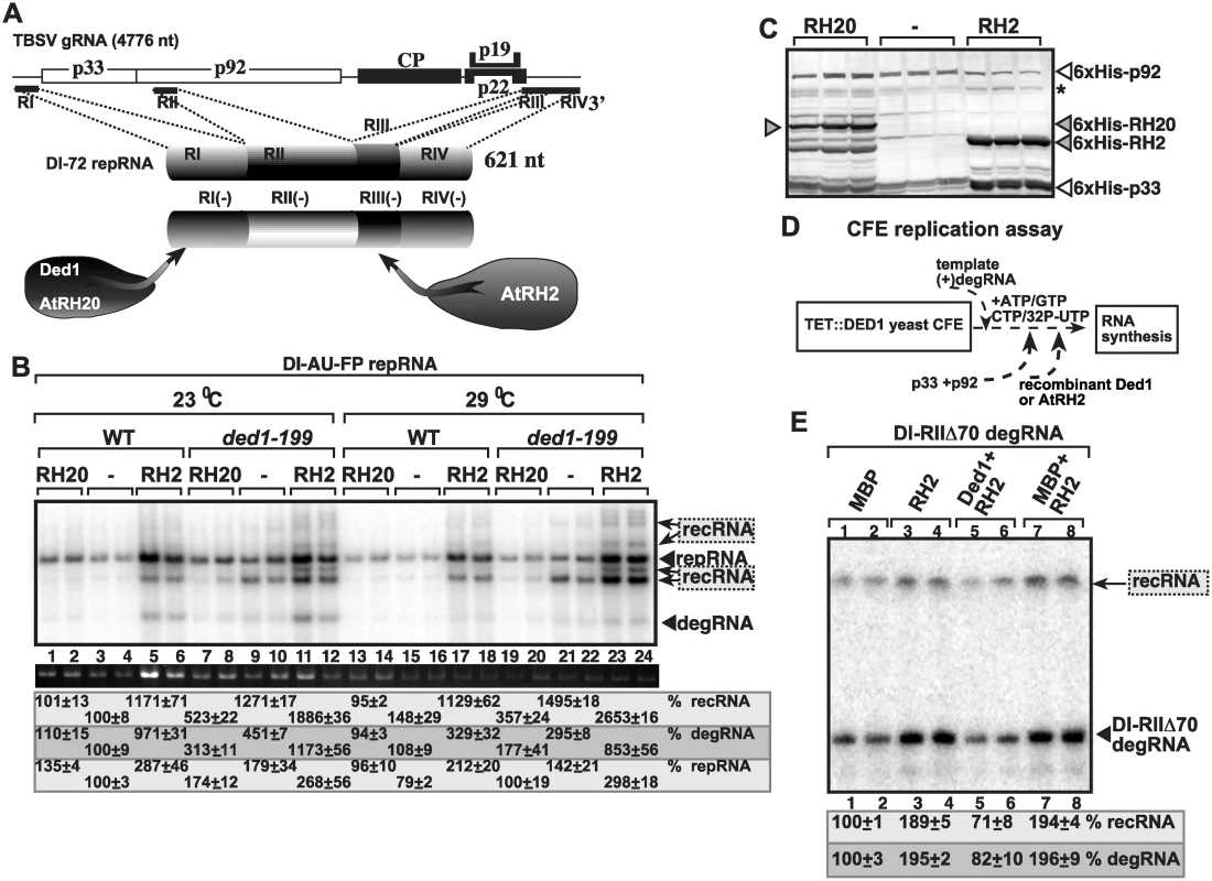 Opposite effects of subverted cellular DEAD-box helicases on TBSV recombination in yeast and in the CFE assay.