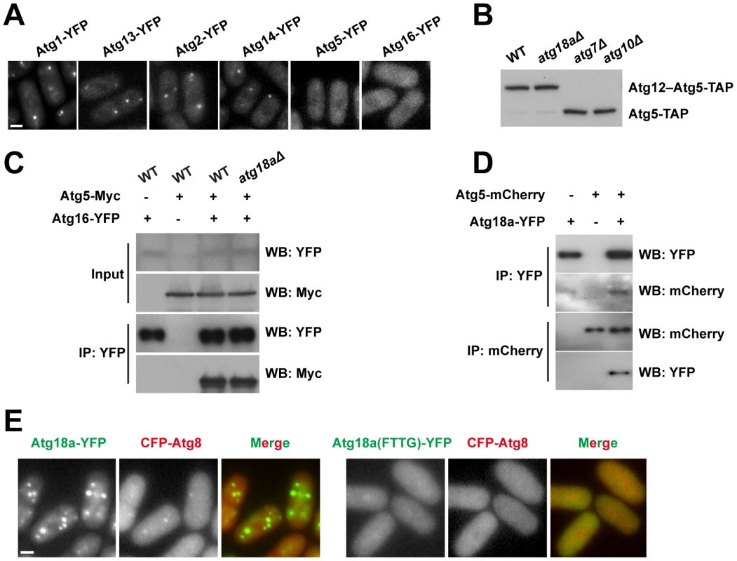Atg18a is required for the PAS targeting of the Atg12–Atg5·Atg16 complex.