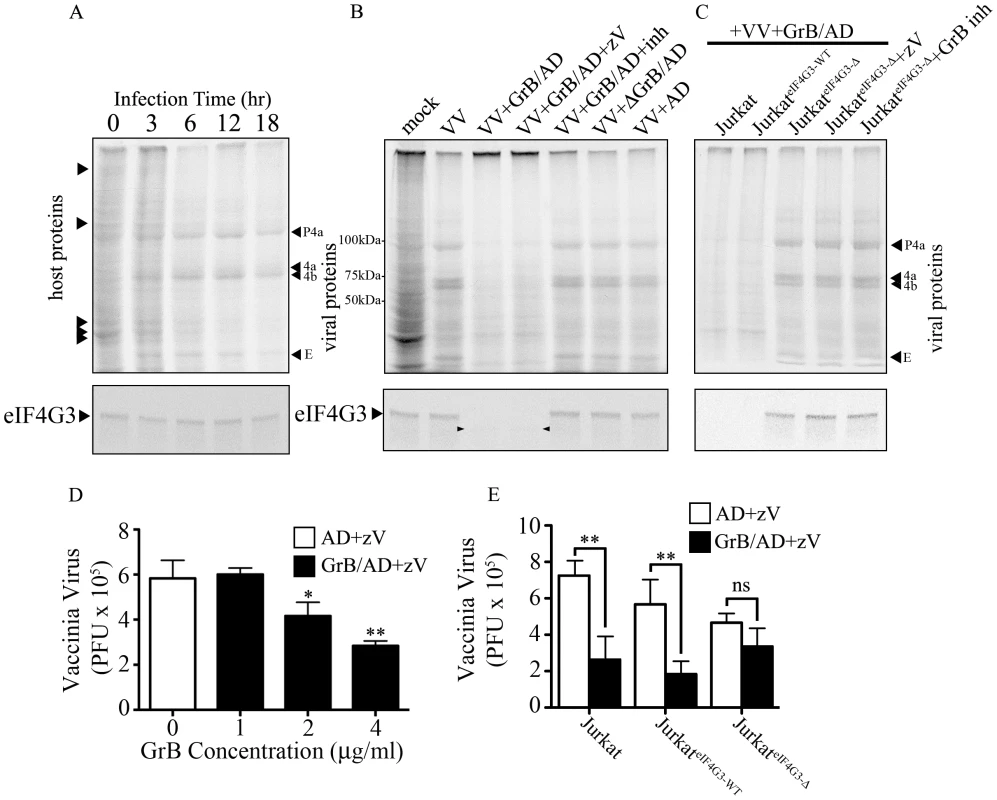 Inhibition of VV production by GrB is mediated by cleavage of eIF4G3.