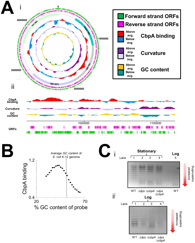 Chromosome-wide distribution of CbpA in starved <i>E. coli</i>.