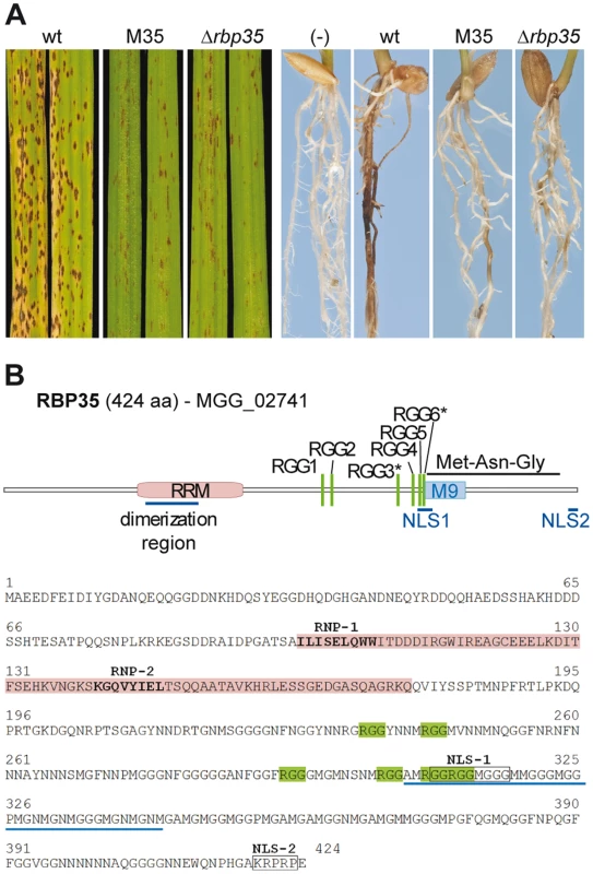 RBP35 is an RRM protein involved in fungal virulence.